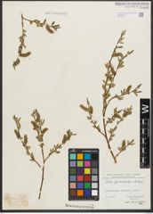 Foto von Salix pycnostachya Andersson